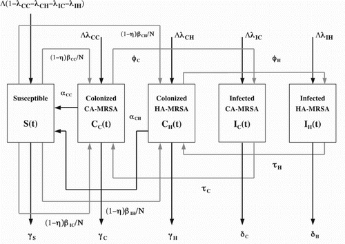Figure 1. CA-MRSA schematic.