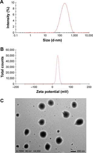 Figure 2 (A) Particle size distribution, (B) zeta potential distribution, and (C) transmission electron micrograph.