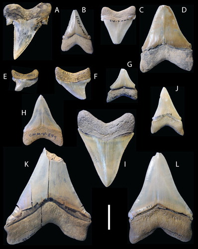 FIGURE 3. Carcharocles spp. teeth, all in labial view. A, CMM-V-4933, C. auriculatus, Eocene, Nanjemoy Formation, Popes Creek, Charles County, Maryland, U.S.A. Collected by W. Counterman. B, CMM-V-5233, C. chubutensis, Miocene, Calvert Formation, Popes Creek, Charles County, Maryland, U.S.A. Collected by J. Osborne. C, CMM-V-818, C. chubutensis, Miocene, Calvert Formation, Popes Creek, Charles County, Maryland, U.S.A. Collected by S. Bentley. D, CMM-V-86, C. chubutensis, Miocene, Calvert Formation, Popes Creek, Charles County, Maryland, U.S.A. Collected by D. Bohaska and N. Riker. E, CMM-V-386, Carcharocles sp., distal lateral cusplet present, mesial one not. Miocene, Calvert Formation, Bed 12, Calvert County, Maryland, U.S.A. Collected by W. Ashby. F, CMM-V-1475, Carcharocles sp., distal lateral cusplet present, mesial one reduced. Miocene, Calvert Cliffs, Calvert County, Maryland, U.S.A. Collected by W. Holliman. G, CMM-V-1469, Carcharocles sp., lateral cusplet presence uncertain. Miocene, Scientists Cliffs, Calvert County, Maryland, U.S.A. Collected by W. Holliman. H, CMM-V-399, C. megalodon, Miocene, Calvert Formation, Bed 12, South of Parkers Creek, Calvert County, Maryland, U.S.A. Collected by W. Ashby. I, CMM-V-4945, C. megalodon, Miocene, Calvert Formation, North of Parkers Creek, Calvert County, Maryland, U.S.A. Collected by J. Nance. J, CMM-V-1304, C. chubutensis, Miocene, Calvert Formation, Popes Creek, Charles County, Maryland, U.S.A. Collected by D. Bohaska. K, CMM-V-92, C. megalodon, Miocene, Calvert Formation, Bed 12, South of Parkers Creek, Calvert County, Maryland, U.S.A. Collected by W. Ashby. L, CMM-V-943, C. megalodon, Miocene, Calvert Formation, Bed 14, Governor Run, Calvert County, Maryland, U.S.A. Collected by M. Gottfried. Scale bar equals 2 cm.