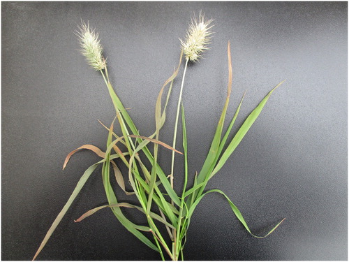 Figure 2. Echinopogon ovatus (hedgehog grass) – the first New Zealand native grass to be identified as a host of Epichloë.