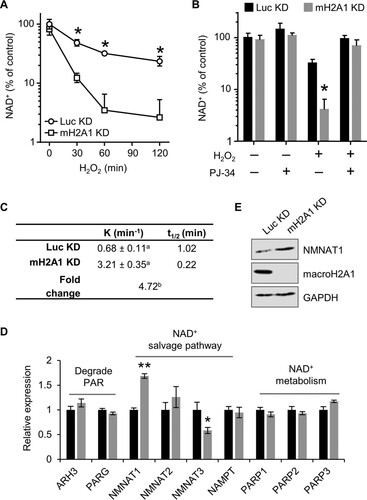 FIG 2 MacroH2A1 prevents NAD+ depletion upon DNA damage. (A) Relative cellular NAD+ levels in IMR90 cells expressing shRNA against macroH2A1 (mH2A1 KD) or luciferase (Luc KD) as a control following 125 μM H2O2 treatment for the indicated times. (B) NAD+ levels relative to control for mH2A1 KD and Luc KD IMR90 cells treated for 2 h with 125 μM H2O2 and 10 μM PJ-34 where indicated. The bars and error bars represent the means and SEM of the results of at least three independent experiments. *, P < 0.05; Student's t test. (C) Rate constant (K) and half-life (t1/2) of NAD+ in response to 125 μM H2O2 in control (Luc KD) and macroH2A1-depleted (mH2A1 KD) cells. a, standard error of the rate constant; b, P < 0.0001 (F test). (D) Relative expression (RT-PCR) of enzymes involved in NAD+ synthesis and metabolism in Luc KD and mH2A1 KD cells for four biological replicates. The bars and error bars represent means ± SEM. *, P = 0.02; **, P = 0.0007; Student's t test. (E) Immunoblots of total cell lysates for NMNAT1, macroH2A1, and GAPDH from Luc KD and mH2A1 KD cells.