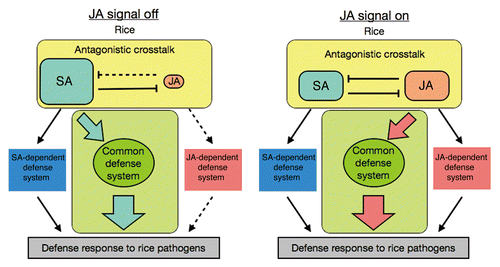Figure 3. Schematic overview of the common defense system activated by JA and SA in rice. Parallel models of the activation scheme of a common defense system either when endogenous JA is low (JA signal off) or high (JA signal on). Solid lines indicate putative active signaling pathways. Dashed lines indicate putative inactive signaling pathways under the JA signaling condition of the model.