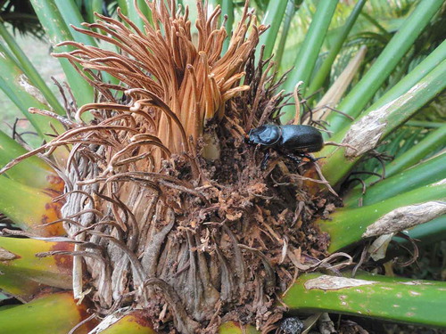Figure 3. The appearance of Oryctes rhinoceros damage to Cycas micronesica cataphyll complex with the frass and female adult that were extracted from the burrow. Burrow was 7.5 cm deep.