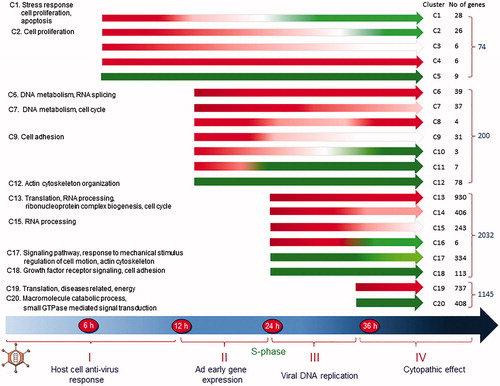 Figure 3. The figure illustrates the kinetics of transcription changes. The differentially expressed genes are grouped into 20 clusters (C1–C20). Red parts of the arrows indicate transcriptional up-regulation, and the green parts indicate suppression. Modified from (Citation57).