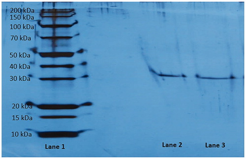Figure 4. Sodium dodecyl sulphate-polyacrylamide gel electrophoresis analysis of purified rat kidney aldose reductase. Lane 1: Standard proteins (kDa). Lane 2 and lane 3: Purified rat kidney aldose reductase enzyme.