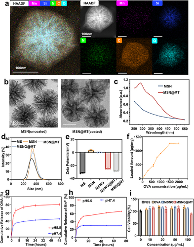 Figure 2 Characterization of the nanovaccine carrier MSN@MT. (a) STEM-HAADF images and EDX elemental mapping images of MSN@MT. Scale bars: 100 nm. Purple, blue, green, Orange, and cyan represent Mn, Si, N, C, and O elements, respectively. (b) TEM images of MSN and MSN@MT. (c) UV-Vis analysis comparison between MSN and MSN@MT. (d) Hydrodynamic diameters of MS, MSN, MSNO, MSNO@MT, and MSN@MT, as measured by dynamic light scattering (DLS). (e) zeta potential of MS, MSN, MSNO, MSNO@MT MSN@MT. (f) The ability of MSN to adsorb model antigen OVA at different initial concentrations (25~2000 μg/mL). (g) Cumulative release of OVA from MSNO@MT in pH 5.5 and 7.4. (h) Cumulative release of Mn2+ from MSNO@MT in pH 5.5 and 7.4. (i) Cell viability analysis of OVA, MSNO, and MSNO@MT co-cultured with DC2.4 cells at the illustrated concentrations (n = 3).