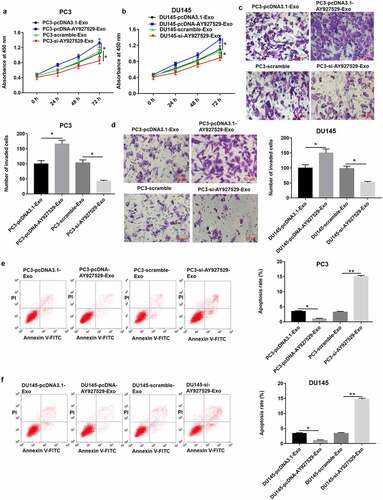 Figure 7. ST2-CM enhanced proliferation and invasion of PC3 and DU145 cells. ST2 cells were treated with exosomes derived from PC3 and DU145 with knockdown of AY927529 or overexpression of AY927529 for 48 h, ST2-CM was collected, and then PC3 and DU145 cells were treated with ST2-CM. CCK-8, transwell assay and flow cytometry assays were uesd to detect proliferation (a and b), invasion (c and d) and apoptosis (e and f) of PC3 and DU145 cells. *P < 0.05 compared with PC3-pcDNA3.1-Exo group, PC3-scramble-Exo group, DU145-pcDNA3.1-Exo group or DU145-scramble-Exo group; **P < 0.01 compared with PC3-scramble-Exo or DU145-scramble-Exo group. N = 4, data were expressed as mean ± SEM; Student’s t test or one-way ANOVA was used for analyzing data