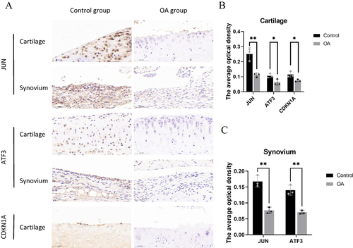 Figure 12 Immunohistochemistry results indicated that the expressions of JUN, ATF3 and CDKN1A were down-regulated in the OA group compared to the control mice. (A)Representative immunohistochemistry images of JUN, ATF3 and CDKN1A in the control and OA groups. (B and C) Quantitative analysis, *P<0.05, **P<0.01.