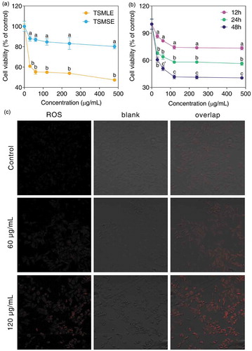 Figure 4. Effects of tumorous stem mustard leaf and stem extracts on cellular viability and ROS generation in human lung cancer A549 cells. Cells were treated with or without different concentrations of TSMLE and TSMSE (0, 30, 60, 120, 240, and 480 μg/mL) for 24 h (a). Cells were treated with or without different concentrations of TSMLE for 12, 24 and 48 h (b). Data were mean values ± SD of 10 duplications. a-c Mean values with different alphabetical letters indicate significant difference (p< 0.0001, c’ p< 0.001) at the same treatment concentration. The fluorescence intensity of DHE (O2−) was measured using DHE probes (c).Figura 4. Efectos de extractos de hoja y tallo de mostaza de tallo tumoral en la viabilidad celular y la generación de ROS en células de cáncer de pulmón humano A549. Las células se trataron con o sin concentraciones diferentes de TSMLE y TSMSE (0, 30, 60, 120, 240 y 480 μg/ml) durante 24 h (A). Las células se trataron con o sin concentraciones diferentes de TSMLE durante 12, 24 y 48 h (B). Los datos son valores medios ± DE de 10 duplicaciones. a-c Los valores medios con diferentes letras alfabéticas indican una diferencia significativa (p< 0.0001, c’ p< 0.001) en la misma concentración de tratamiento. La intensidad de fluorescencia de DHE (O2-) se midió utilizando sondas DHE (C).