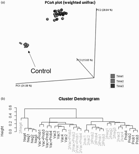 Figure 2. Time-induced changes in the overall composition of the intestinal microbiome. (A) Main coordinate analysis. Smaller dots indicate samples of 1-day-old birds. Light-grey dots indicate 7 dpv (the “Control” group at this date is indicated by the arrow). Darker dots indicate 20 dpv. (B) Cluster dendrogram. 7 dpv are shown in the darker colour, and 21 dpv in the lighter shade. Results of 1-day-old birds are not shown in the cluster dendrogram for clarity.