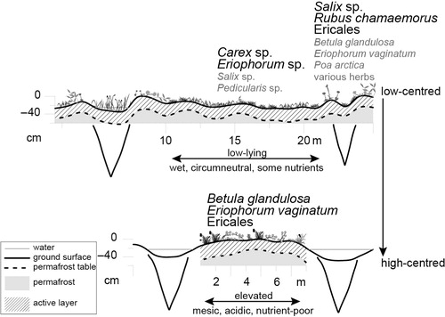 Fig. 6  Schematic diagram showing three main microhabitats of ice-wedge polygon mires (low-centred low-lying, low-centred elevated, high-centred elevated). Dominant vascular plant taxa are indicated for each microhabitat. Permafrost table and ground surface heights are taken from graphically interpolated actual measurements (Supplementary Table S4) every metre. Position, size and depth of ice wedges and ground surface height in the troughs of Roland Polygon are schematic illustrations.