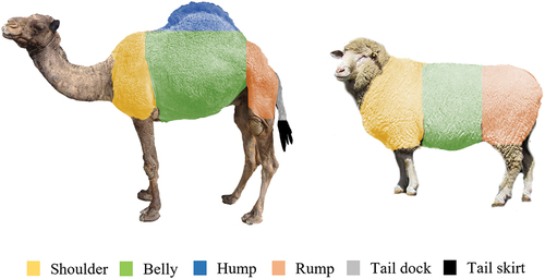 Figure 1. Anatomical regions from which the dromedary camel hair and sheep wool samples were collected.