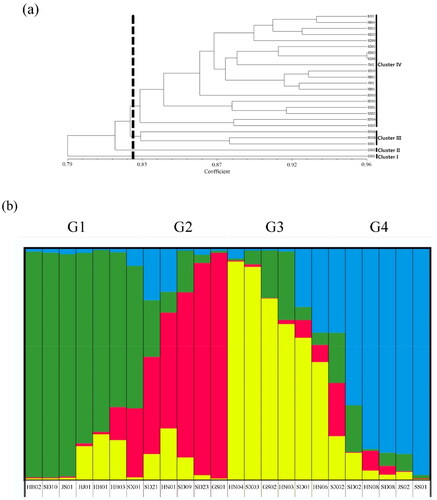 Figure 1. (a) UPGMA dendrogram of the analyzed populations generated from ISSR data and estimated according to the [Citation26] formula. (b) Population-based cluster analysis using STRUCTURE for K = 4 based on ISSR data. Samples from east of China(cluster IV); samples from middle of China(cluster III); samples from west of China(cluster II); samples from west of China (cluster I). The distribution of the populations to different groups is indicated by color (G1: green, G2: red, G3: yellow, G4: blue).