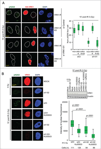Figure 6. VRK1 activity is required for γH2AX foci formation. (A) Active VRK1 resistant to siRNA rescues formation of γH2AX foci. Endogenous VRK1 in A549 cells was knocked-down with siVRK1-01 followed 2 d later by transfection with a plasmid expressing HA-VRK1-R (with 3 substitutions that make it resistant only to si-VRK1-01)Citation18 (VRK1-R in the figure) or its kinase-dead form (VRK1-R-KD in the figure). Cells were analyzed by immunofluorescence confocal microscopy. The number of foci in cells was counted and significance determined using ANOVA analysis. (B) Effect of inhibitors KU55933 and caffeine on γH2AX foci formation. A549 cells were treated with si-Control or si-VRK1-02 and the effect of KU55933 and caffeine on γH2AX foci induced by IR determined. The number of γH2AX foci was quantified.