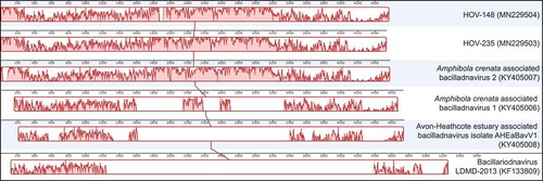 Fig. 3. MAUVE alignment of the complete genomes of HOV-148, HOV-235 and related viruses. The Y axis represents the percentage of identity between the compared genomes