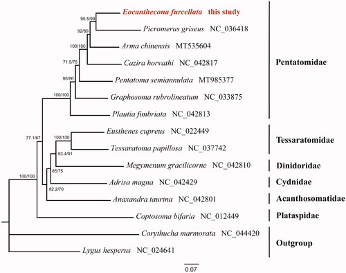 Figure 1. Maximum-likelihood (ML) phylogenetic tree of 13 Pentatomoidea species inferred from analysis of the 13 protein-coding genes and two rRNA genes. Numbers above each node separated by ‘/’ indicated support values of SH-aLRT (left) and ultrafast bootstrap (right). The newly sequenced mitochondrial genome was highlighted in red.