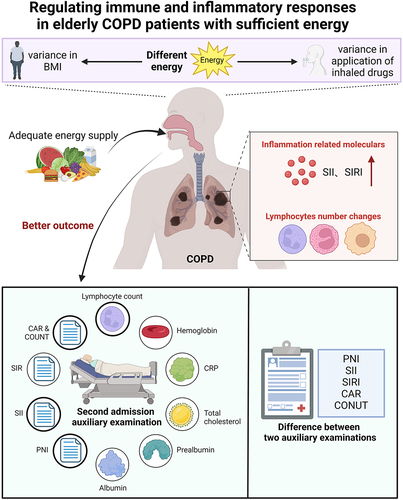 Figure 4 Schematic diagram of how adequate energy regulates immune and inflammatory responses in elderly COPD patients.