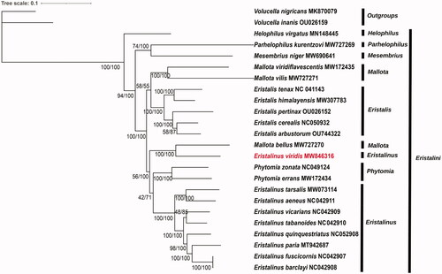 Figure 1. The phylogenetic tree of the tribe Eristalini based on the 13 mitochondrial protein-coding genes using BI and ML methods. Statistical support values (Bootstrap/posterior probability) of ML/BI methods are shown close to each node.