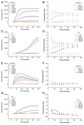 Figure 4. Suppression of autophagy does not require bulk or sustained elevation of cytosolic calcium levels. LNCaP cells (A–D) or U2OS cells (E–H), loaded with the calcium-sensitive dye “FLIPR calcium V”, were treated simultaneously at the 16 s time point with either DMSO (0.2%; vehicle control) or various concentrations of A23187 or TG as indicated. Changes in cytosolic calcium ion levels were followed over a period of 90 min as detailed in Materials and Methods, first by using the FLIPR384 instrument for imaging at 1 s intervals for the first 4 min after treatment (A, C, E, and G), and second by using a Tecan Infinite F200 Pro plate reader for fluorescence measurements at various time intervals from 10 to 90 min (B, D, F, and H). Each panel shows mean values ± SEM at each time point from the 3 independent experiments. Each experiment was performed in six replicate wells. The graphs in (A, C, E, and G) shows mean values ± SEM of the raw fluorescence values obtained in DMSO- A23187- or TG-treated cells at each time point. In (B, D, F, and H), the mean value obtained in DMSO control-treated cells was arbitrarily set to 1 at each time point. AU = arbitrary units. Of note, unlike in complete culture medium, the two highest concentrations of A23187 (2 and 10 µM) showed signs of toxic effects under amino acid and serum starvation conditions (in EBSS or in the HBSS-HEPES buffer solution used in the calcium measurement assay). Long-term calcium measurements for these two concentrations of A23187 are therefore not shown in (B and F), and were also not used to assess effects of A23187 on autophagy under conditions of amino acid starvation. Also note that several of the lines representing measurements of the DMSO control and concentrations of A23187 and TG which give no discernible increase in fluorescence compared with the DMSO control condition (i.e., no detectable increase in cytosolic calcium levels) often overlap.