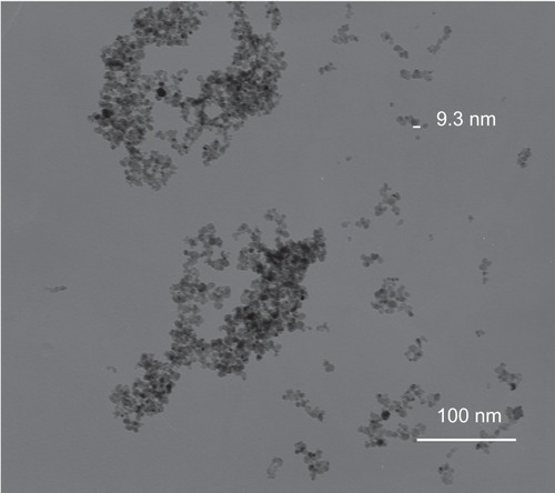 Figure 1 Transmission electron microscopic image of iron oxide nanoparticles.