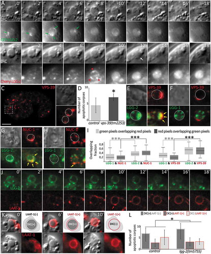 Figure 6. lgg-2 is involved in the interaction between phagosomes and lysosomes. (a and b) Time-lapse analysis of Plgg-2::GFP::lgg-2 (a) and Plgg-2::mCherry::lgg-2 (b) distribution around embryonic asc. Green arrows point to GFP::lgg-2 puncta observed first around the AC then disappearing. mCherry::lgg-2 is first observed as puncta that form a discontinuous ring around the AC (red arrows 8 min) and finally as a diffuse signal inside the phagosome (12 to 18 min). Apparition of the diffuse mCherry signal is concomitant with the degradation of the AC as observed by DIC (white arrow). Images are excerpted from Movies 1 and 2. (c) Confocal images of mCherry::VPS-39 expressed in live embryos. Insets are 2.5-fold magnifications of asc in DIC and mCherry fluorescence. White dotted lines in mCherry inset delimit the contours of asc as determined by DIC. Scale bar: 10 µm. (d) Quantification of the mean number of asc in control and vps-39(tm2253) embryos (n = 10 for control and n = 19 for vps-39). Error bars are standard deviation. Wilcoxon Mann-Whitney test analysis (P value * < 0.05). (e to h) Confocal images of asc showing the localization of VPS-39::mCherry (e,f) or NUC-1::mCherry (g,h) and that of either GFP::lgg-2 (e,g) or GFP::lgg-1 (F,H) at the level of the same asc. In the fluorescent images, white dotted lines represent the outer limits of asc as determined by DIC, and yellow arrows point to colocalization. (i) Box-plots of the colocalization between lgg-1 and NUC-1 (n = 67), lgg-2 and NUC-1 (n = 66), lgg-1 and VPS-39 (n = 27), lgg-2 and VPS-39 (n = 42). Overlapping fractions between green and red pixels correspond to Manders coefficients. Welch Two Sample t test analysis (P value *** < 0.001). (j) Time-lapse analysis of a GFP::lgg-2 and LAAT-1::mCherry-positive AC. The formation of a GFP::lgg-2 discontinuous ring is detected first and overlaps with the recruitment of LAAT-1::mCherry (6 min). Images are excerpted from Movie 3. (k) Time-lapse analysis of a LAAT-1::mCherry-positive AC. The AC is first visible in DIC and negative for LAAT-1::mCherry (0 min), then visible in DIC and positive for LAAT-1::mCherry (6 min) and finally the AC disappears in DIC but remains positive for LAAT-1::mCherry (10 min). For each category, top left image is the merge and bottom pictures are split DIC and mCherry. Images are excerpted from Movie 4. Scale bar: 2 µm. (l) Quantification of the 3 categories of AC in control or lgg-2(tm5755) embryos. Chi-squared test analysis (P value * < 0.05).