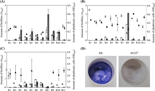 Fig. 2. Biofilm forming activity of isolated bacteria.Notes: Three medium conditions were examined: (A) AU; (B) R2A; (C) TSB. Bar graphs (A595) show the amount of biofilms formed in polystyrene 96-well microplate. Error bar shows SD in triplicate experiments. Triangle shows amount of planktonic cells (OD595). Open symbol; 24 h, closed symbol: 48 h. (D) biofilm formation by Rhizobium strains on porcelain crucibles. R8 and H152T are isolated Rhizobium strain and the type strain of R. giardinii, respectively. Each strain was cultured in 3 mL R2A medium at 30 °C for 24 h. Biofilms formed on the surface were visualized by 0.1% crystal violet staining for 10 min.