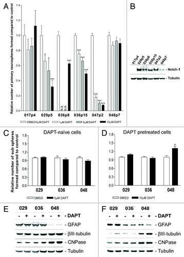 Figure 5. DAPT treatment affects primary neurosphere formation but not sub sphere formation or differentiation level. (A) Primary sphere formation assay performed on acutely dissociated GBM xenograft cells with the addition of 0, 1, 5, or 10 µM DAPT. Notice that 0µM DAPT was used as control for 029p5, 036p8, 047p2, and 048p7, while DMSO was used for 017p4 and 036p15. (B) WB detection of Notch-1 in xenograft tumor tissue from which the acutely dissociated GBM cells for the primary sphere assay were derived. (C) Sub-sphere formation assay performed on naïve cells treated with 5 µM DAPT or DMSO or (D) pretreated cells with the addition of 10µM DAPT or DMSO. In (A, C, and D) bars show relative mean of spheres formed after 14 d ± SEM. Stars represent the difference between the mean of control and treated. *P < 0.05, **P < 0.01, ***P < 0.001. N.A., not analyzed. (E and F) WB detection of markers for differentiation in neurosphere cells treated in parallel to (C and D) respectively. GFAP for astrocytes, βIII-tubulin for neurons and CNPase for Oligodendrocytes. Naïve cells are displayed in (E) and pretreated in (F).