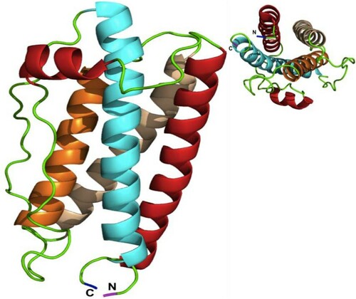 Figure 1. Human G-CSF structure.