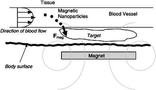 Figure 2. Schematic representation (side view section) of magnetic nanoparticle-based gene targeting in vivo. Dashed gray rings indicate the lines of magnetic ﬂux due to the ex vivo permanent disk magnet. F mag is the magnetic force vector exerted on the particles as they ﬂow through the bloodstream (CitationDobson 2006).