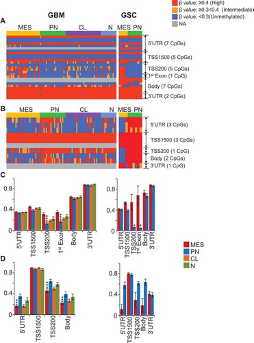 Figure 5. Global methylation profile of representative genes in GBM bulk tumors and GSCs. (A) Global methylation profiling of TMCC1 (a MES methylated gene) and (B) SP100 (a PN methylated gene). (C) Average β-value of all CpG loci in respective subtypes for TMCC1 (29 CpG loci) and (D) SP100 (10 CpG loci) from the 450K array, showing their methylation status in specific regions in respective subtypes. Methylation of these respective CpG loci also contributes to the correlation of methylation with the expression of these genes (Refer to Figure 4). *P <0.05; ** P <0.01; *** P <0.001.