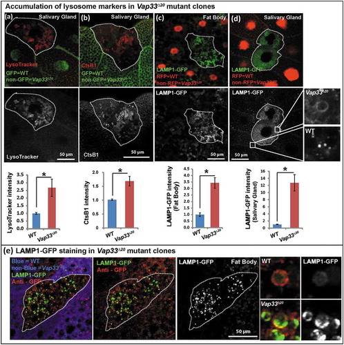 Figure 4. Loss of Vap33 in Drosophila leads to expansion of the lysosomal pool. (a) LysoTracker Red staining (red) and quantification in Vap33∆20 mutant clones (GFP negative) of Drosophila salivary glands. Wild-type cells are green. (b) Magic Red™ CtsB1 substrate staining and quantification in Vap33∆20 mutant clones of Drosophila salivary glands. Wild-type cells are green. (c,d) LAMP1-GFP (green) and quantification in Vap33∆20 mutant clones of Drosophila fat body and salivary gland. Wild-type nuclei are labeled with RFP. (e) Immunostaining of LAMP1-GFP (green) with GFP antibody (red) in Vap33∆20 mutant clones of Drosophila fat body. Acidic lysosomes should only be labeled in red. Wild-type cells are blue. Right panel, representative images showing lysosomes in wild-type and Vap33 mutant cells.