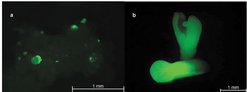 Figure 4. GFP expression in papaya transformed with the plasmid pAC0025. A) Embryogenic papaya culture 34 days post co-cultivation with Agrobacterium. Somatic embryos were primarily at the globular stage. B) Late torpedo (top) and early cotyledon (bottom) stage somatic embryos 131 days post co-cultivation with Agrobacterium.