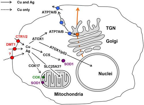 Figure 1 Cell compartments and the locations of cuproenzyme formation that are targeted by Cu(I)/Ag(I) transport; data from Puchkova et al.Citation37 At least three proteins in the cell membrane can import silver ions to the cell, CTR1, CTR2, and DMT1, as well as an unidentified proton pump (red); data from Logeman et al,Citation38 and Zimnicka et al.Citation39 Inside the cell, Ag(I) is bound by the cytosolic Cu(I)-chaperons ATOX1 and CCS but not by COX17. However, CCS is unable to insert Ag(I) into the active center of SOD1 (purple), as the ligands of the SOD1 active site are not favorable for Cu(I)/Ag(I). Ag(I) ions, bound by ATOX1, may be translocated by copper-transporting ATPases (ATP7A/B) to the lumen of the Golgi complex (TGN), which is the site of the formation of secretory cuproenzymes (orange). There, Ag(I) can be inserted into the active centers of cuproenzymes, which can favorably coordinate Cu(I)/Ag(I) (blue). The molecules that transport Ag(I) to the nucleus and mitochondria and correspond to silver accumulation in these compartments have not yet been identified. The solid arrows indicate established routes of Ag(I) traffic, and the dashed arrows indicate putative routes.