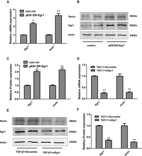 Figure 3 Renin expression following either overexpression or knockdown of Egr1 in SV40 MES 13 cells. (A) Cells were treated with either a pENTER-Egr1 overexpression plasmid or with a pENTER vector for 48 h, and the mRNA levels of Egr1 and renin were measured by RT-qPCR. (B and C) The protein levels of Egr1 and renin were measured by Western blotting. (D) Cells were either silenced with siEgr1 or treated with a scrambled control RNA for 48 h prior to exposure to TGF-β1 (10 ng/mL) for 24 h. The mRNA levels of Egr1 and renin were measured using RT-qPCR. (E and F) The mRNA levels of Egr1 and renin were measured by Western blotting. The results are expressed as fold change over baseline. Values are represented as mean ± SD. *P < 0.05, **P < 0.01 vs control group by Student’s t-test (n = 3).