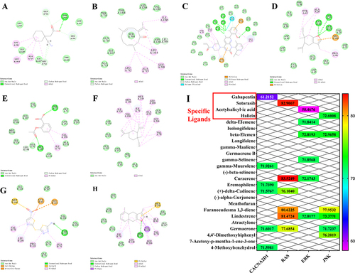 Figure 7 Molecular docking and thermogram results of the key targets with active components and specific ligands. (A) the docking results of 7mix protein of CACNA2D1 target with the specific ligand Gabapentin. (B) the docking results of 7mix protein of CACNA2D1 target with the gamma-Muurolene component. (C) the docking results of 3kkq protein of RAS target with the specific ligand Sotorasib. (D) the docking results of 3kkq protein of RAS target with the Curzerene component. (E) the docking results of 2ok1 protein of ERK target with the specific ligand Acetylsalicylic acid. (F) the docking results of 2ok1 protein of ERK target with the beta-Elemene component. (G) the docking results of 3v6r protein of JNK target with the specific ligand Halicin. (H) the docking results of 3v6r protein of JNK target with the Furanoeudesma 1.3-diene component. (I) the heat map of molecular docking.