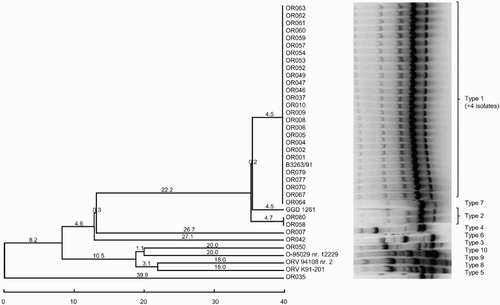 Figure 3. Dendrogram grouping the O. rhinotracheale isolates based on RAPD assay with the M13 primer using the unweighted pair group method with the arithmetic average method.