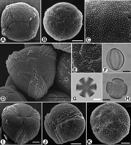 Figure 11. Pollen grains of Veronica subg. Cochlidiosperma [A–E. Subsect. Cymbalariae; I–K. Subsect. Cochlidiosperma]. A. V. cymbalaria, pantocolpate grain (SEM). B. V. trichadena, tricolpate grain, polar view (SEM). C, G and H. V. cymbalaria: C. finely scabrate-perforate surface structure, apocolpium (SEM); G. optical section, equatorial plane (LM); H. optical section, polar plane (LM). D & F. V. lycica: D. tricolpate grain, polar view (SEM); F. optical section, polar plane (LM). E. V. stamatiadae, finely scabrate-perforate surface structure, apocolpium (SEM). I. V. hederifolia, tricolpate grain, polar view (SEM). J. V. sublobata, tricolpate grain, oblique polar view (SEM). K. V. sibthorpioides, tricolpate grain, polar view (SEM). Scale bars –10 μm (F–H); 5 μm (A, B, I–K); 3 μm (D); 1 μm (C, E).