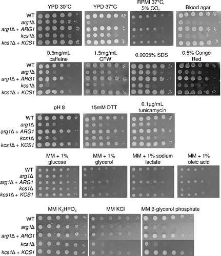 Figure 4. Comparative phenotypic testing of arg1Δ and kcs1Δ. WT, mutant and reconstituted strains were spotted onto plates containing the various media as indicated, from 106 cells per drop to 10 cells per drop, and incubated for 2–4 days