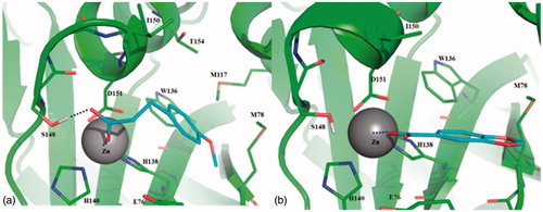 Figure 2. Binding mode of 2 (a) and 4 (b) predicted by molecular docking and energy minimization. Csn5 is shown as cartoon. Residues within 4 Å from the ligand are labeled and showed as thin sticks. Zn(II) ion is labeled and showed as sphere. Ligand is shown as thin sticks. Metal coordination of 2 and 4, as well as the H-bond between the carboxylate of 2 and the side chain of Ser148 are reported in dashed line.