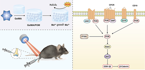 Scheme 1 Schematic illustration of synthetic GelMA/POM hydrogel induction of bone defect repair and the mechanism of osteogenic induction.