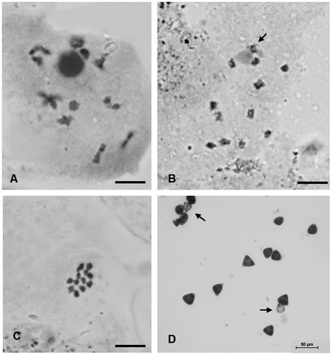 Figure 1. Pollen mother cells of H. dulcis in meiotic division. (A) diakinesis with 12 bivalents; (B) diakinesis with arrow showing the chromosome associated with the nucleolus; (C) metaphase I with n = 12; (D) pollens stained with Alexander (Citation1980) staining with arrows showing unviable ones. Bar = 5 μm.