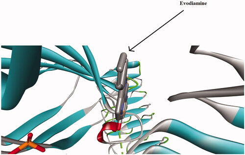 Figure 8. In silico molecular docking shows the interaction of the TLR-4 protein and evodiamine. The solid area in the protein structures represents the area of interaction.