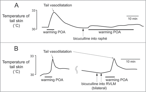 Figure 3. The increase in tail skin temperature elicited by warming the preoptic area (POA) is suppressed by blocking inhibitory input to neurons in the medullary raphé, not in the rostral ventrolateral medulla (RVLM) with bicuculline (150 pmol, in 300 nl per site, arrows) in anesthetized rats. Modified from Tanaka et al.Citation23 © Wiley. Permission to reuse must be obtained from the rightsholder.