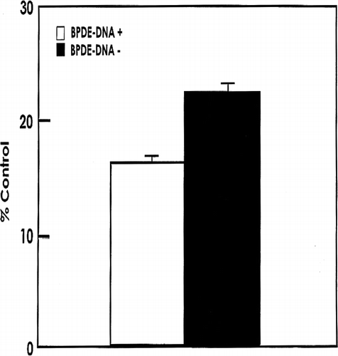FIG. 5 One-way allogeneic MLR by isolated SP CD4+ thymus cells that do or do not express the BPDE-DNA adduct. Values shown represent mean percent of corn oil mouse [control] MLR activity (± SD) from 4 experiments. Control thymus cell MLR CPM = 25 × 103. Difference between relative activities of BPDE-DNA+ and BPDE-DNA− cells was significant (p < 0.001).