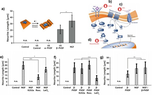 Figure 13. (a) Diagrammatic representation of neuronal stimulation on piezoelectric scaffold via ultrasound and neurite length (µm) measured under both US stimulate and unstimulated condition. Illustration of intracellular pathways affecting PC12 differentiation being impeded by (b) K252a, (c) LaCl3 and (d) RV. Inhibitor studies using K252a,RV and LaCl3 showing change in average neurite length of PC12 with (e) NGF, (f) β-PVDF and (g) both β-PVDF and NGF in vitro [Citation157]. (Reproduced from Ref [157] licensed by Springer Nature, open access article distributed under the terms and conditions of the Creative Commons Attribution (CC BY) license (http://creativecommons.org/licenses/by/4.0/)).