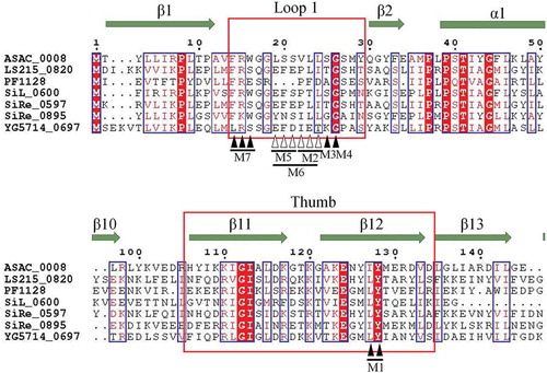Figure 2. Sequence alignment of Cmr3α homologs using ESPript 3.x (http://espript.ibcp.fr) [Citation50]. Secondary structure is shown above the alignment, based on the structure of Pyrococcus furiosus Cmr3 (PDB: 3X1L, Chain B). Sequences for the alignment are from Acidilobus saccharovorans 345–15 (ASAC_0008), Sulfolobus islandicus L.S.2.15 (LS215_0820), Pyrococcus furiosus DSM 3638 (PF1128), Sulfolobus islandicus LAL14/1 (SiL_0600), Sulfolobus islandicus REY15A (SiRe_0597, SiRe_0895) and Sulfolobus islandicus Y.G.57.14 (YG5714_0697). Shown are sequences containing loop 1 and thumb regions, which are highlighted in red box. The residues marked with black arrows are chosen for substitution mutation (M1: I123A-Y124A; M3: G24F; M4: G25F; M7: F13A-K14A-W15A), while those marked with white arrows are chosen for deletion mutation (M2: deletion of I21-L22-L23; M5: deletion of Y18-N19-S20; M6: deletion from Y18 to L23)