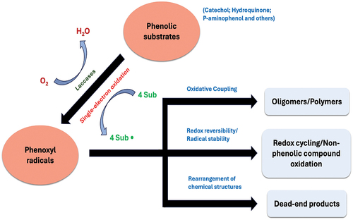 Figure 5. Mechanism of phenolic substrates oxidation catalyzed by laccase[Citation92].