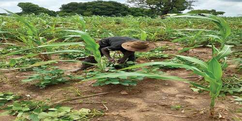 Figure 3. A farmer from Bamahu removing dead beans crops due to drought.