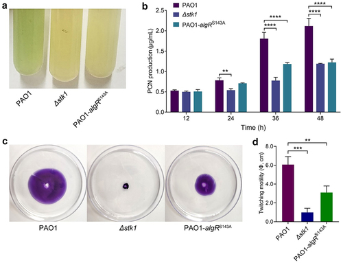 Figure 5. Deletion of stk1 and mutation of algRS143A both resulted in decreased PCN production and attenuated twitching motility.