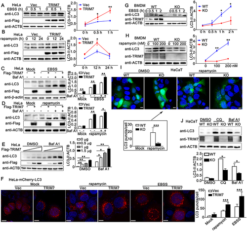 Figure 5. TRIM7 positively regulated autophagy. (A) HeLa cells were transfected with Vector (Vec) or Flag-TRIM7 and then treated with EBSS for indicated time periods. Afterward, the cell lysates were subjected to immunoblot analysis as indicated. LC3-II density was shown in the right panel. (B) HeLa cells were transfected with vector (Vec) or Flag-TRIM7. At 24 h after transfection, the cells were treated with rapamycin (200 nM) for indicated time periods. Afterward, the cells were lysed for immunoblot assays. LC3-II density was shown in the right panel. (C) HeLa cells were transfected with Vector (-) or Flag-TRIM7 (+) plasmids. At 24 h after transfection, the cells were treated with DMEM (with 10% FBS), EBSS, or EBSS with bafilomycin A1 (Baf A1, 400 nM) for 2 h, and then subjected to immunoblot analysis. LC3-II density was shown in the right panel. (D) HeLa cells were transfected with Vector (-) or Flag-TRIM7 (+). At 24 h after transfection, the cells were treated with DMSO (Mock) or rapamycin (200 nM) for 12 h. Cells with rapamycin stimulation were treated with or without bafilomycin A1 (Baf A1, 400 nM) for 2 h before collection. Then, the cells were subjected to immunoblot analysis. LC3-II density was shown in the right panel. (E) HeLa cells were transfected with different doses of Flag-TRIM7. At 24 h after transfection, the cells were treated with bafilomycin A1 (Baf A1, 400 nM) or DMSO for 4 h, and then the cells were subjected to immunoblot analysis. LC3-II density was shown in the right panel. (F) HeLa-mCherry-LC3 cells were transfected with Vector (Vec) or TRIM7 plasmids. At 24 h after transfection, the cells were treated with rapamycin (200 nM) for 12 h, EBSS for 2 h, or DMEM with 10% FBS for 2 h, and then subjected to confocal microscopy analysis. Scale bars: 10 μm. LC3 puncta quantification was shown in the right panel. (G) Wild-type (WT) and trim7-deficient (KO) BMDMs were treated with EBSS for indicated time periods, and then the cells were lysed for immunoblot assays. LC3-II density was shown in the right panel. (H) Wild-type (WT) and trim7-deficient (KO) BMDMs were treated with different doses of rapamycin (0, 100, 200 nM) for 12 h. Afterward, the cells were lysed for immunoblot assays. LC3-II density was shown in the right panel. (I) Wild-type (WT) and TRIM7-deficient (KO) HaCaT cells, were transfected with GFP-LC3 plasmid, and then treated with rapamycin (200 nM) or DMSO as a control for 12 h, and then subjected to confocal microscopy analysis. Scale bars: 10 μm. LC3 puncta quantification was shown in the bottom panel. (J) Wild-type (WT) and TRIM7-deficient (KO) HaCaT cells were treated with CQ (100 μM), bafilomycin A1 (Baf A1, 400 nM) or DMSO as a control for 4 h, and then the cells were subjected to immunoblot analysis. LC3-II density was shown in the bottom panel. The data are representative of three independent experiments and are presented as mean ± SD. *, p < 0.05, **, p < 0.01, ***, p < 0.001.